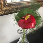 Enam * Kojsko