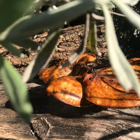 Séjour chez l'habitant Enam Kojsko