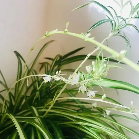 Δωμάτια σε οικογενειακή κατοικία Enam Kojsko