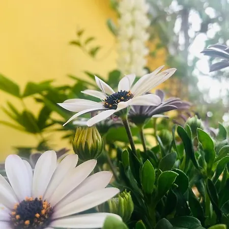 Enam Δωμάτια σε οικογενειακή κατοικία Kojsko