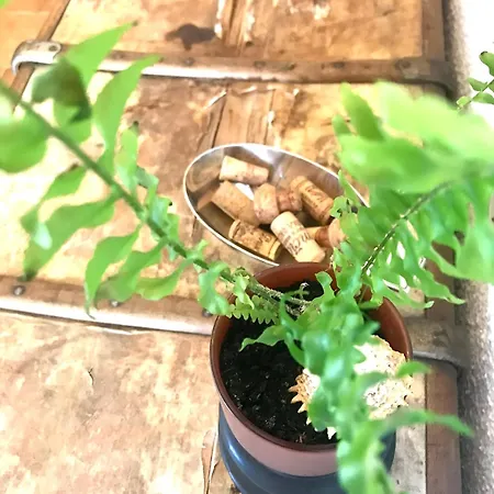 홈스테이 Enam Kojsko