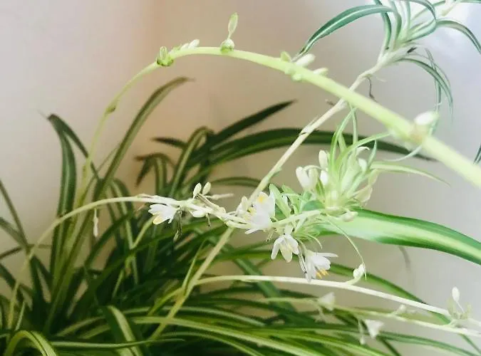 Homestay Enam Kojsko