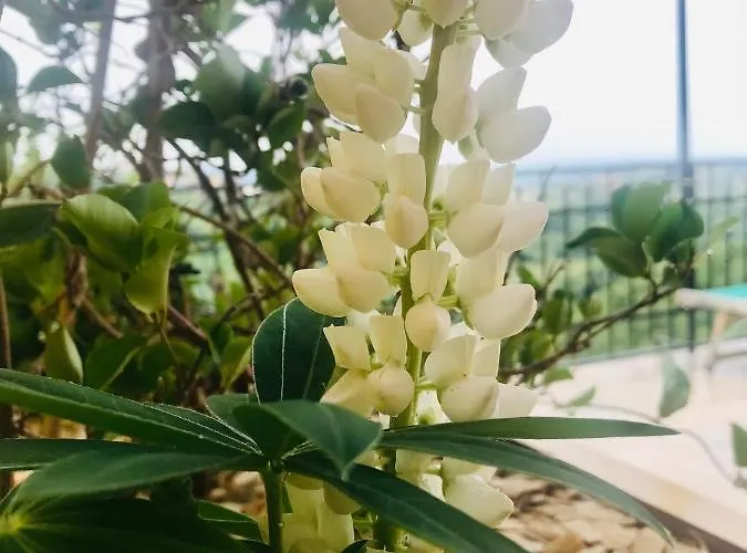 Enam ホームステイ *