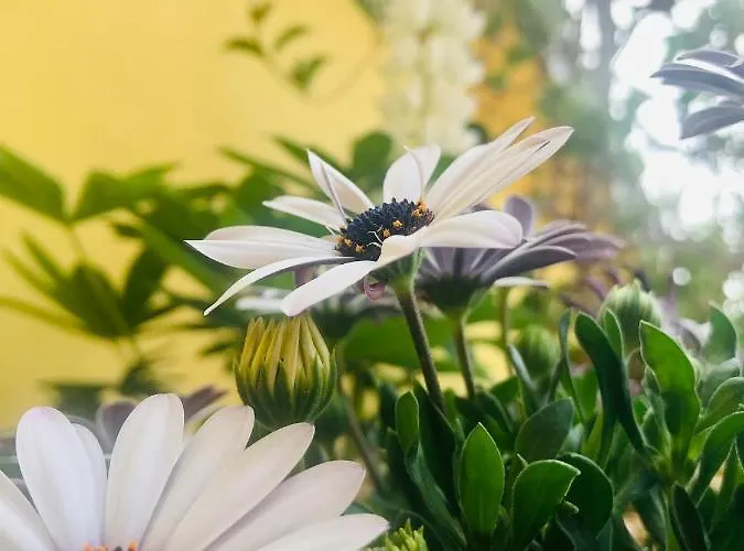 Enam Homestay Kojsko